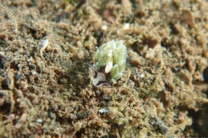 オオアリモウミウシ Costasiella formicaria