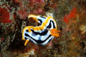 Chromodoris strigata