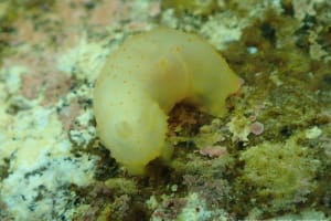 キヌハダモドキ Gymnodoris citrina