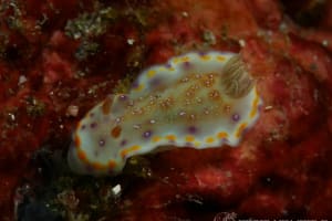 アカネコモンウミウシ Goniobranchus collingwoodi