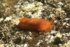 ダイダイウミウシ Doriopsilla miniata