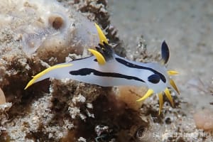 Polycera capensis