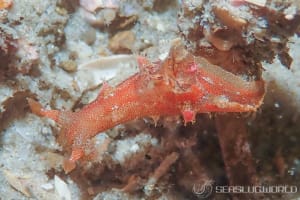 ベッコウヒカリウミウシ Plocamopherus imperialis