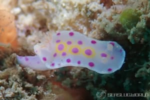 ケラトソマ・ブレヴィカウダトゥム Ceratosoma brevicaudatum