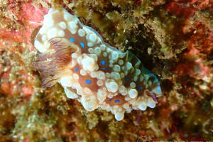 ミヤコウミウシ Dendrodoris krusensternii