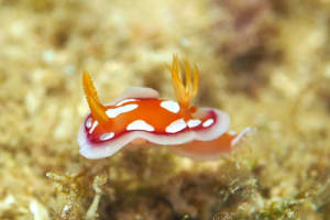 チギレユキイロウミウシ Hypselodoris babai