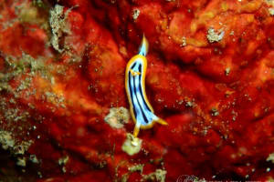 Chromodoris strigata