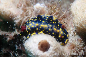 Hypselodoris obscura