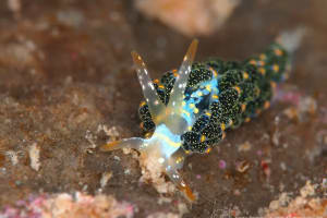 Trinchesia diversicolor