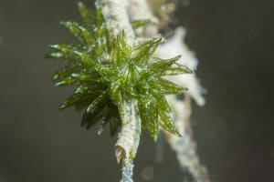 ウスミドリモウミウシ Ercolania subviridis