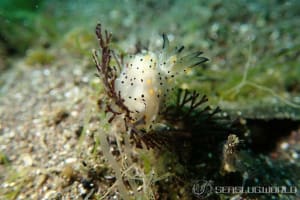 コソデウミウシ Polycera abei