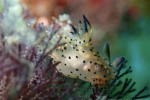 コソデウミウシ Polycera abei