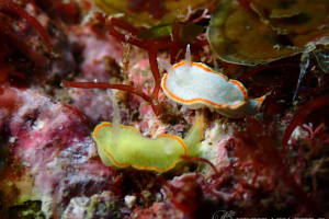 ミツイラメリウミウシ Diaphorodoris mitsuii