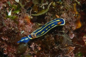 アオウミウシ Hypselodoris festiva