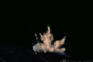 ホシアカリミノウミウシ Eubranchus sp. 5