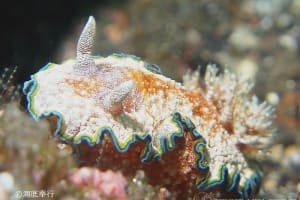 Glossodoris cf. cincta