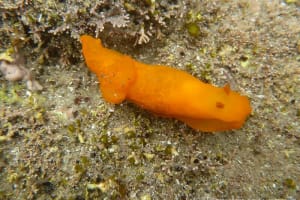 キヌハダウミウシ Gymnodoris inornata