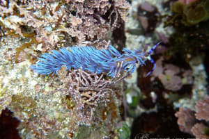 ムカデミノウミウシ Pteraeolidia semperi