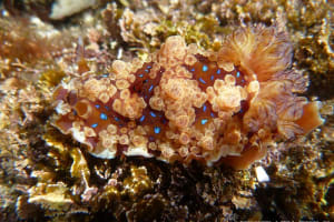 ミヤコウミウシ Dendrodoris krusensternii