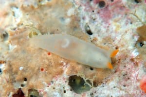 キヌハダウミウシ属の一種 21 Gymnodoris sp.21