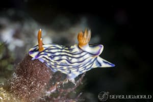 Hypselodoris zephyra