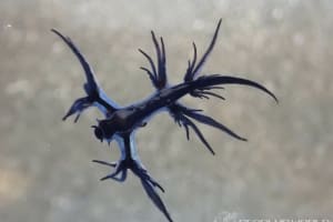 アオミノウミウシ Glaucus atlanticus