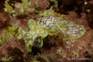 ワタユキシボリガイ Micromelo barbarae