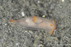 キヌハダウミウシ属の一種 23 Gymnodoris sp.23