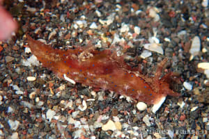 Bursatella ocelligera