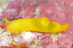 Gymnodoris sp.33