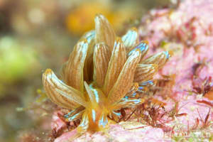 アカクセニアウミウシ Phyllodesmium kabiranum