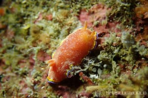 ホムライロウミウシ Goniobranchus albopunctatus