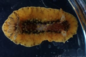 生物學御研究所編. (1949). 相模湾産後鰓類図譜. に掲載されて 生物學御研究所編. (1949). 相模湾産後鰓類図譜. に掲載されて