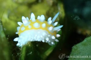 ニセイガグリウミウシ Cadlinella subornatissima