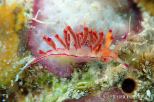 Coryphellina flamma