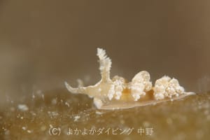 ヤマトワグシウミウシ Baeolidia japonica