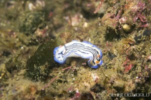 Hypselodoris maritima