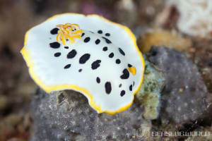 シロウミウシ Goniobranchus orientalis