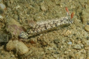 ホシゾラウミウシ Hypselodoris infucata