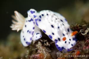 サガミイロウミウシ Hypselodoris sagamiensis