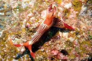 Nembrotha chamberlaini