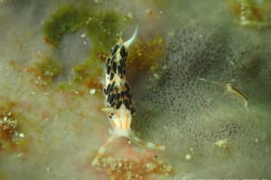 フタスジミノウミウシ Facelina bilineata