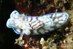 Micromelo guamensis (Quoy and Gaimard, 1825) | SEASLUG.WORLD Micromelo guamensis (Quoy and Gaimard, 1825) | SEASLUG.WORLD