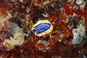 Chromodoris sp. 1