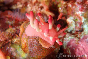 ミナミヒロウミウシ Ceratodoris nakamotoensis