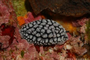 アミメイボウミウシ Phyllidiopsis krempfi