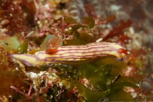 クチナシイロウミウシ Hypselodoris whitei