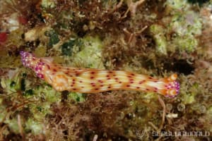 センテンイロウミウシ Hypselodoris decorata