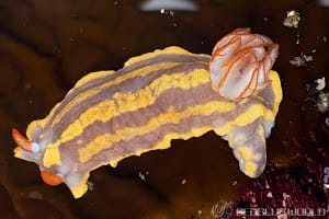 アオウミウシ Hypselodoris festiva