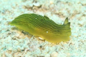 Gymnodoris sp. 2